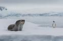 114 Antarctica, Yalour Island, zeeluipaard